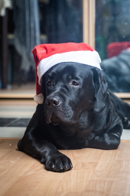 Schwarzer Labrador Retriever bei Santa Hut auf dem Boden liegend mit Blick auf die Kamera.