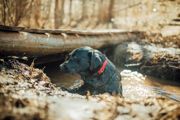 Schwarzer Labrador-Retriever, der in einer Wasserpfütze spielt, nass und schlammig