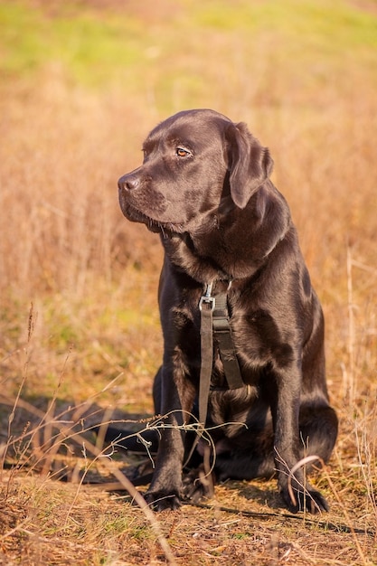 Schwarzer Labrador Retriever Ein junger Hund der Labrador-Rasse in schwarzer Munition Tierhaustier