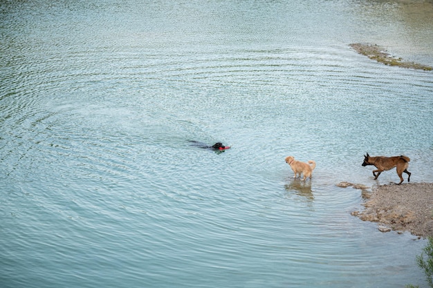 Schwarzer Labrador-Retriever-Hund schwimmt mit einem Spielzeug im Mund