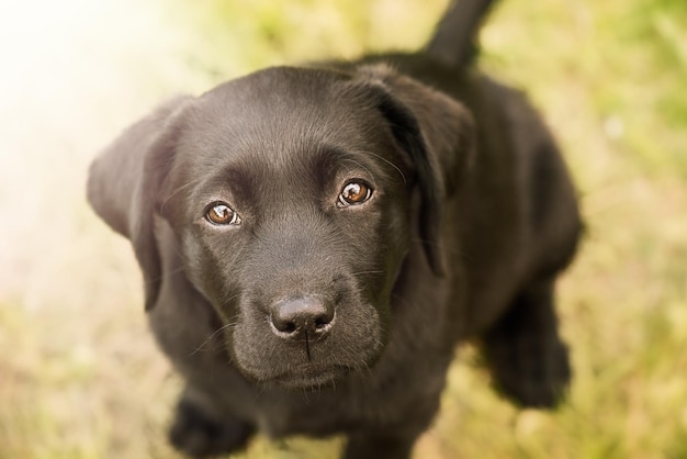 Schwarzer Labrador-Retriever-Welpe, der auf dem Gras sitzt Der Hund schaut auf die Kamera