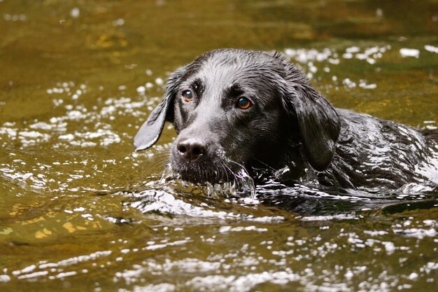 Schwarzer Labrador schwimmt im Fluss