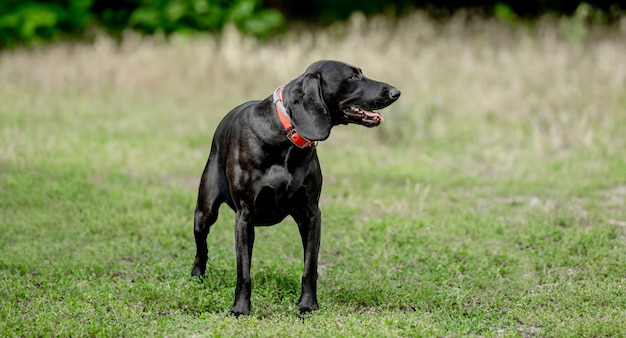 Schwarzer Labrador spaziert im Sommer durch die Natur und schaut in die Kamera, in der sich ein entzückender Golden Retriever-Hund befindet