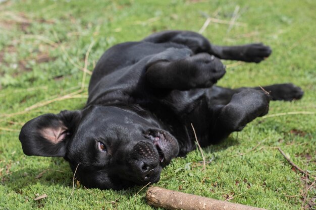 Schwarzer Labrador spielt mit einem Stock auf dem Rasen