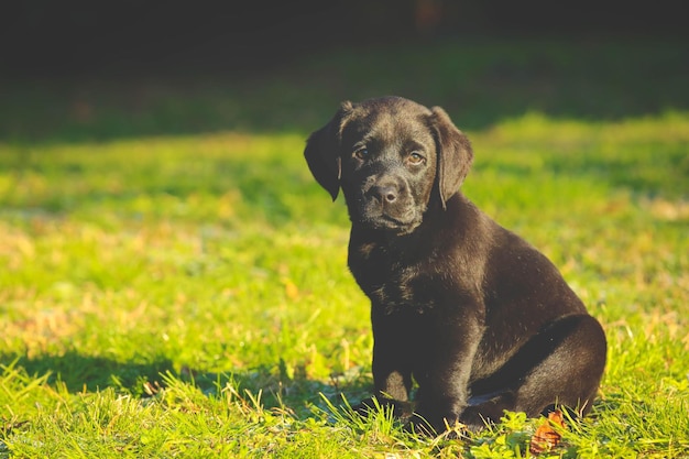 Schwarzer Labrador-Welpe auf dem Gras, glücklicher Hund, der im Park sitzt