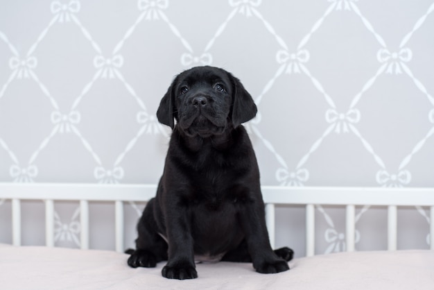 Schwarzer Labrador-Welpe, der auf dem Bett spielt.