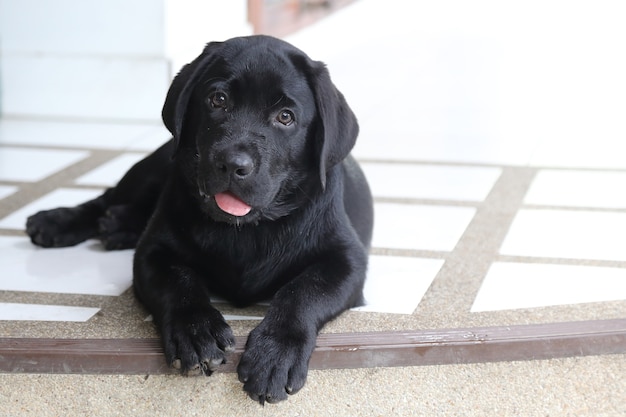 Schwarzer Labrador Welpe