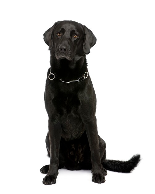 Schwarzer Labrador