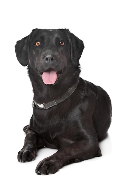 Schwarzer Labrador