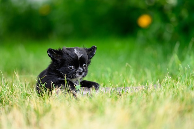 Schwarzer langhaariger Chihuahua-Welpe auf natürlichem Hintergrund auf grünem Gras im Sommergarten