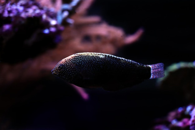Schwarzer Lippfisch - Macropharyngodon negrosensis