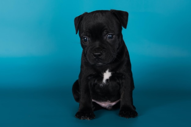 Schwarzer männlicher American Staffordshire Bull Terrier Hund oder AmStaff Welpe auf blauem Hintergrund