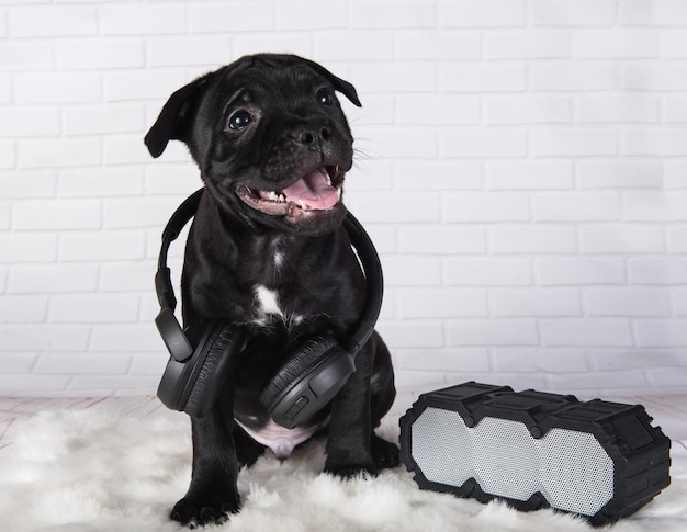 Schwarzer männlicher American Staffordshire Bull Terrier Hundewelpe mit Softbox und Kopfhörern auf weiß