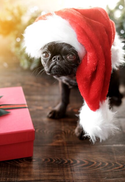 Schwarzer Mopshund in roter Weihnachtsmütze, der in der Nähe von Geschenk am Weihnachtsbokeh-Hintergrund sitzt