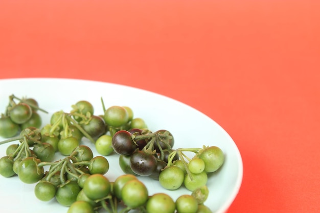 Foto schwarzer nachtschatten solanum nigrum in plastikplatte auf rotem hintergrund