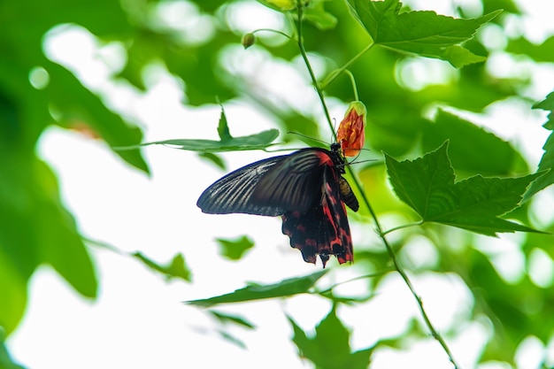 Schwarzer Nachtschmetterling auf einem Blatt Papilio ramanzovia