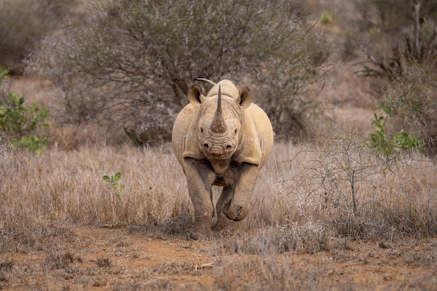 Schwarzer Nashorn fährt über das Gras in Richtung Kamera