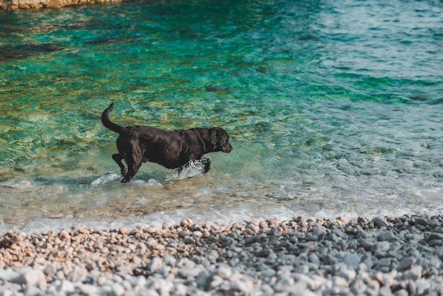 Schwarzer nasser Labrador-Hund an der Sommerzeit des felsigen Meeresstrandes