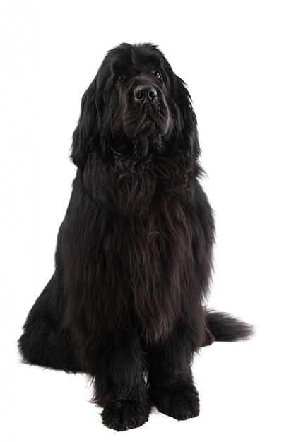 Schwarzer Neufundländer-Hund isoliert