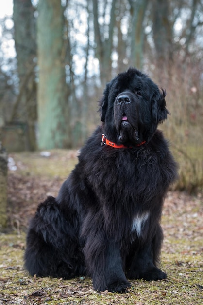 Schwarzer Neufundland-Riesenhund im Naturfrühling. Es ist ein großer Arbeitshund