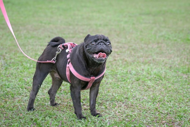 Schwarzer Pug-Hund auf dem Sportplatz