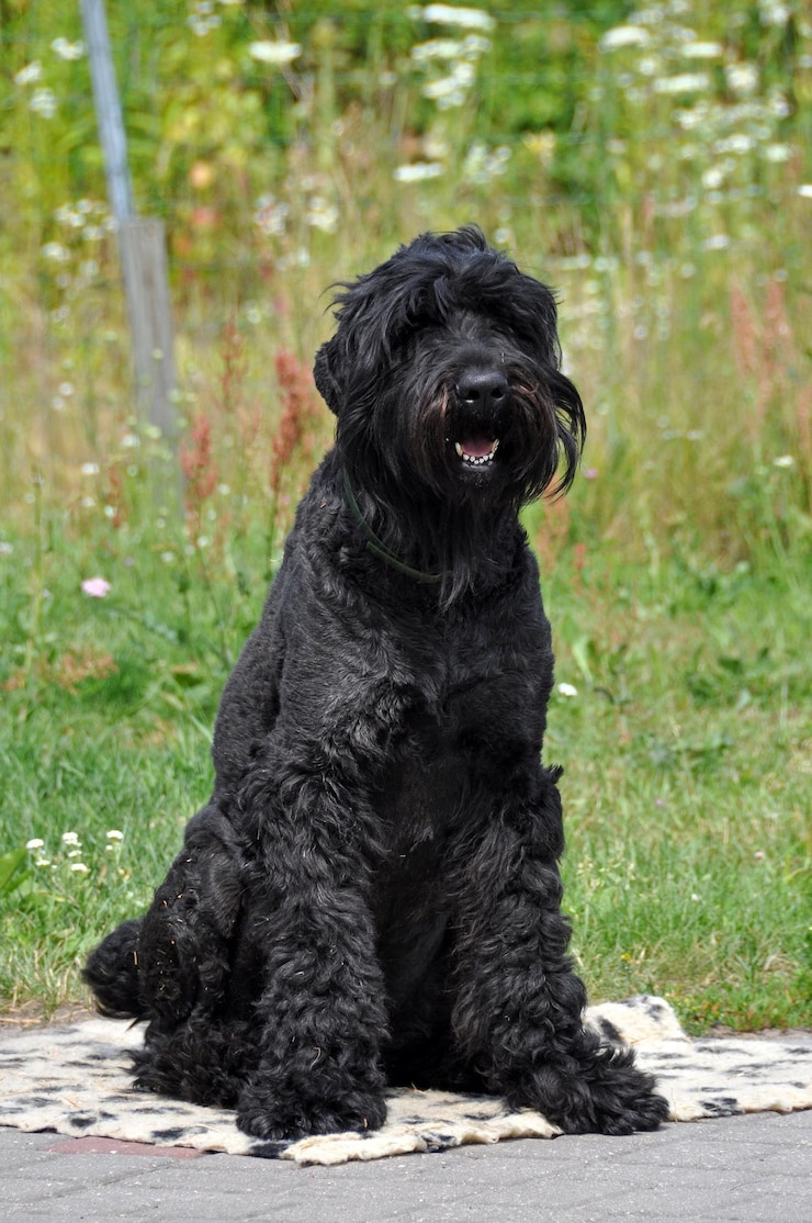 Foto schwarzer russischer terrier-hund nah oben im garten
