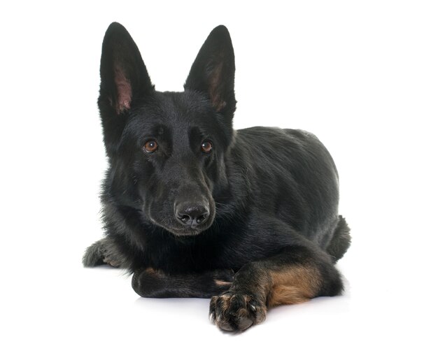 schwarzer Schäferhund