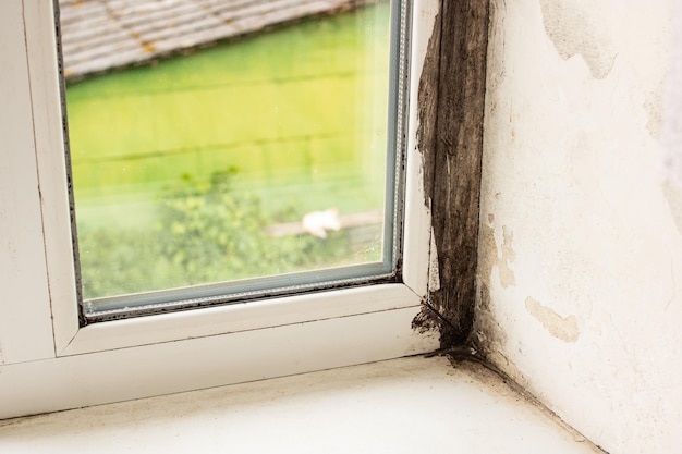 Schwarzer Schimmel auf dem Fensterrahmen in der Nähe