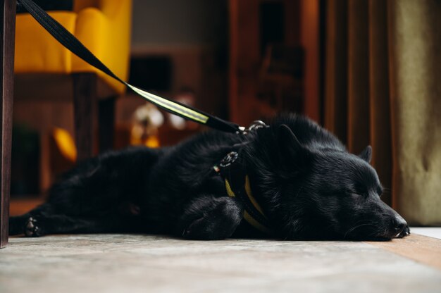 Schwarzer Schipperke-Hund, der auf dem Boden liegt