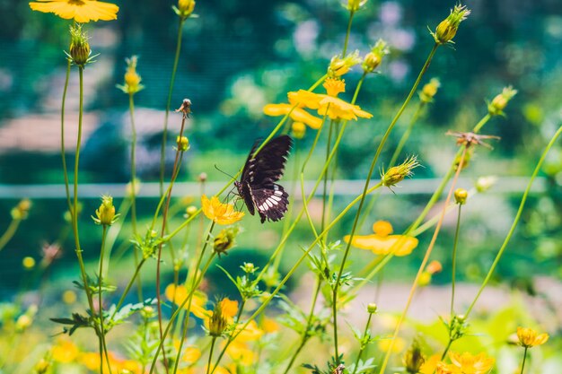 Schwarzer Schmetterling auf einer gelben Blume