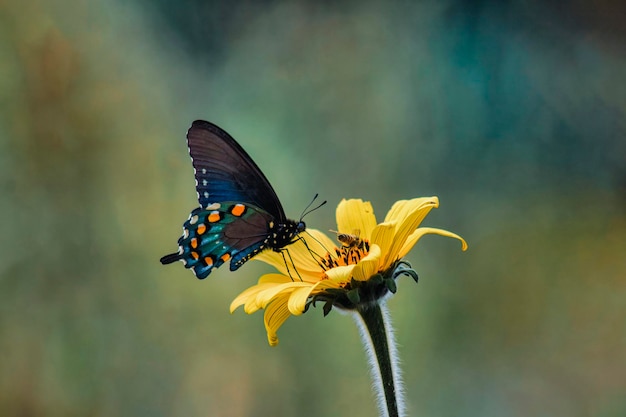 Schwarzer Schmetterling, der auf gelber Blume aufwirft