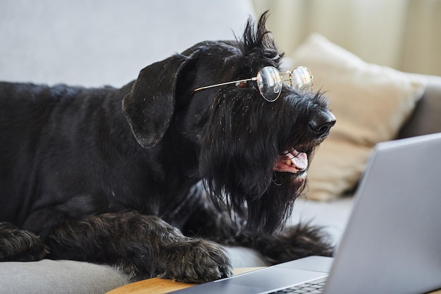 Schwarzer Schnauzer mit transparenter Brille, der auf dem Sofa einen Film auf dem Laptop anschaut