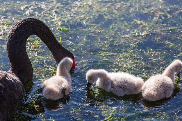 Schwarzer Schwan am nebligen See in Neuseeland