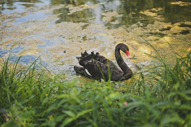 Schwarzer Schwan am Teich 1974