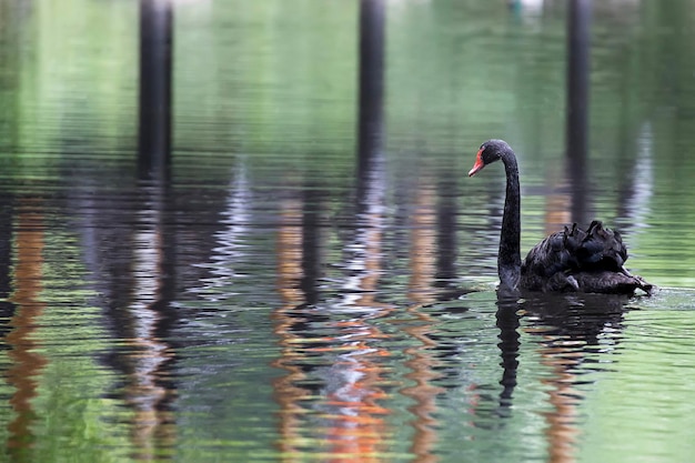 Schwarzer Schwan auf dem See in der Wildnis