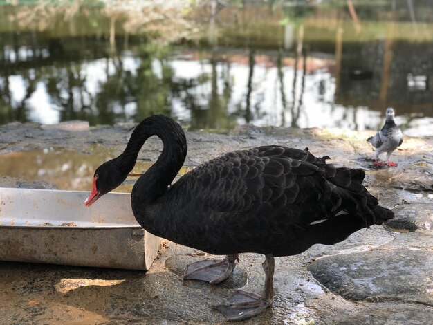 Foto schwarzer schwan auf einem see