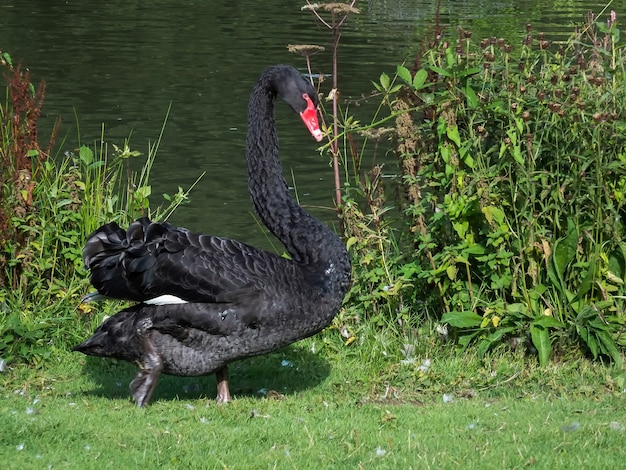 Schwarzer Schwan (Cygnus Atratus)