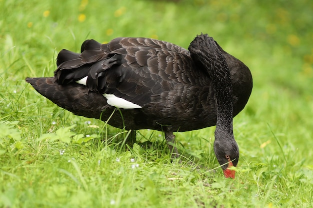 Schwarzer Schwan, der auf Gras weidet