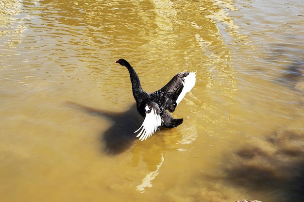 Schwarzer Schwan, der beim Schwimmen Flügel ausbreitet