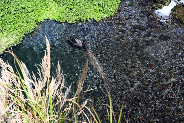 Schwarzer Schwan im See.