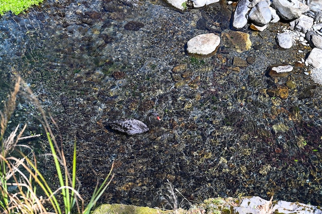 Schwarzer Schwan im See.