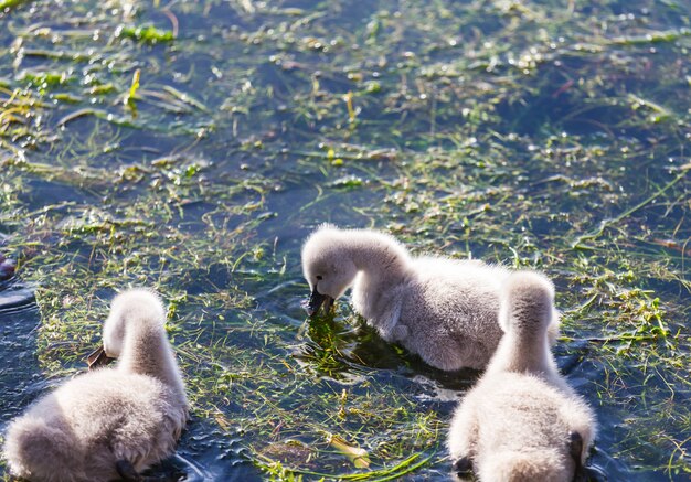 Schwarzer Schwan mit Cygnets am See in Neuseeland