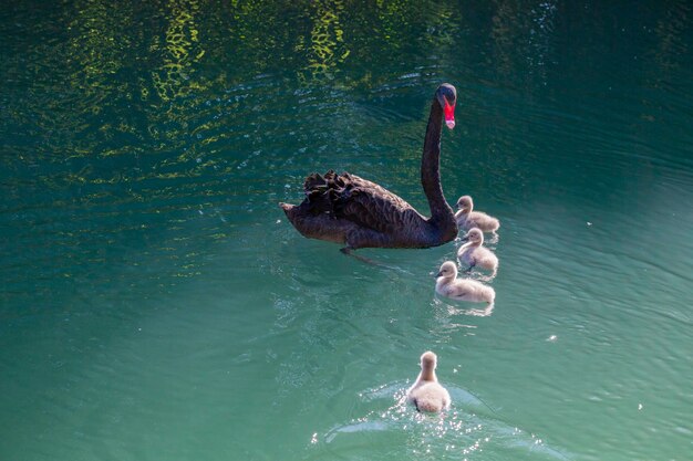 Schwarzer Schwan mit Küken auf dem See an einem sonnigen Frühlingstag