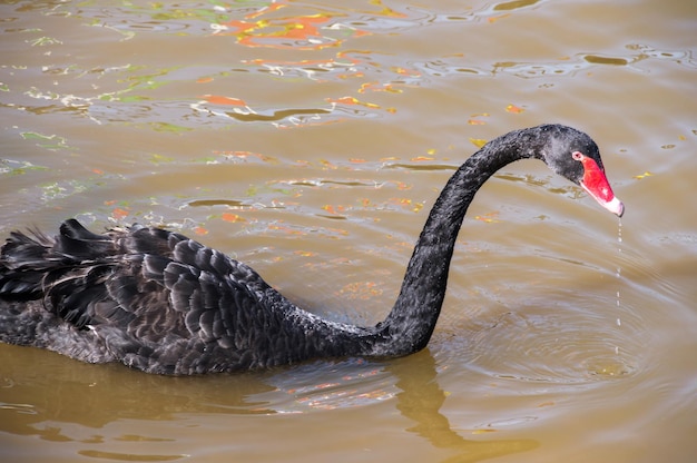 Schwarzer Schwan mit Wasser, das aus seinem Schnabel tropft