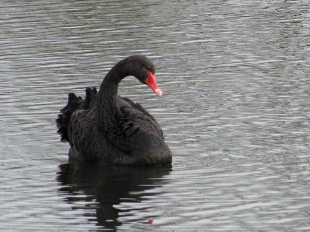 Foto schwarzer schwan schwimmt auf dem see