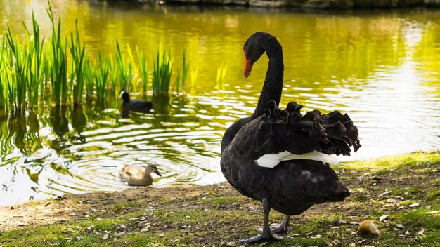 Foto schwarzer schwan schwimmt auf dem see