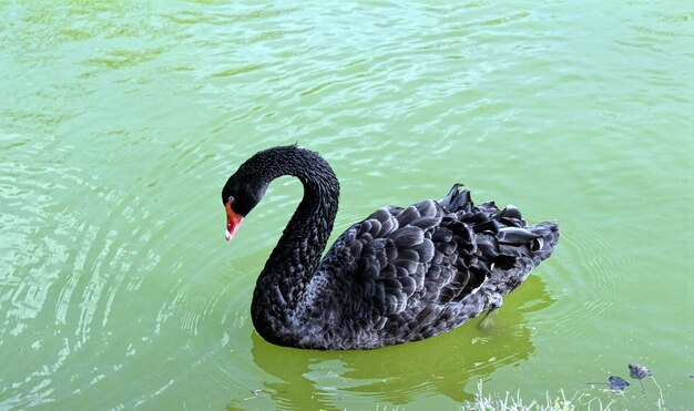 Foto schwarzer schwan schwimmt in einem see