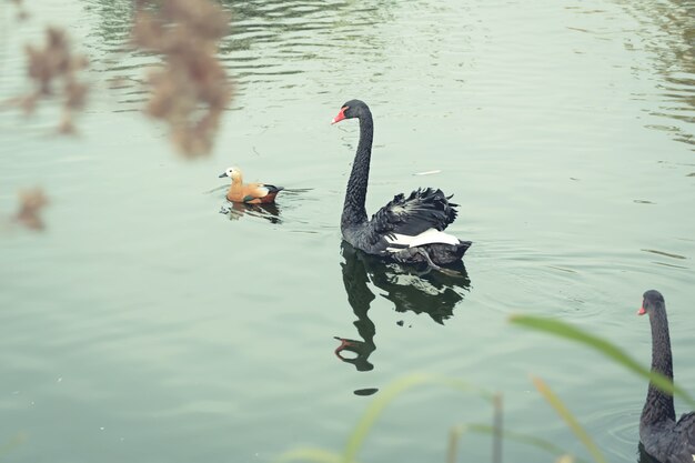 Schwarzer Schwan schwimmt in einem Teich