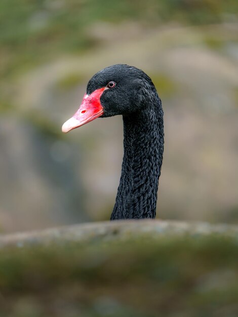 schwarzer Schwan