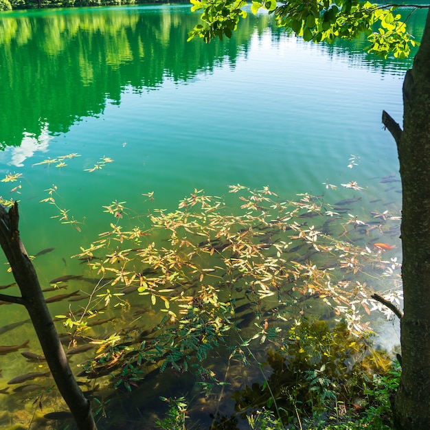 Schwarzer See (karagol), Nationalpark. Savsat, Artvin, Türkei, - Schwarzmeerregion
